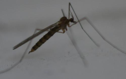 Trichocera annulata